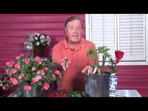 how to transplant roses from a cutting