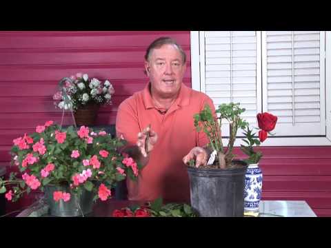 how to replant roses