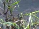 Natrix natrix