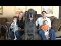 Giant George the Great Dane: World's Tallest Dog Tackles Facebook, YouTube and Even Oprah!