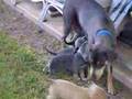 More Blue Lacy Pups