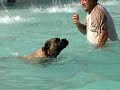 Dogs take over the pool at the 4th annual Pooch Plunge held in Fort Collins, Colorado. City Park pool is open for the summer season and then closes for the rest of the season. Before the pool is drained our four-legged friends get to enjoy the pool.