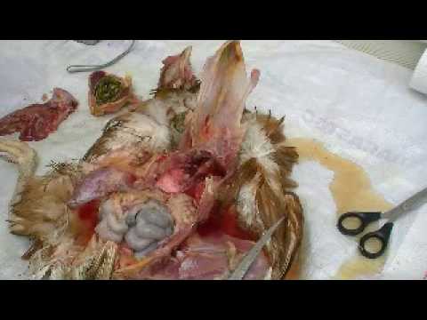 how to treat egg yolk peritonitis in chickens