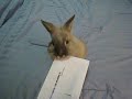 MIT Bunny Letter Opener