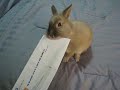 MIT Bunny Letter Opener MIT Bunny Letter Opener