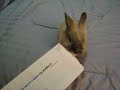 MIT Bunny Letter Opener