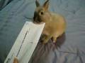 Tierischer Brief�ffner
