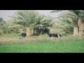welsh cav in iraq