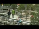 yellowstone norris geyser basin