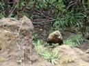 Eagle snack termites Eagle snack termites