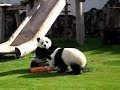 two Cute and Lovely Giant Panda playing two Cute and Lovely Giant Panda playing