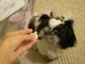 Shih Tzu Izzy all grown up! Shih Tzu Izzy all grown up!