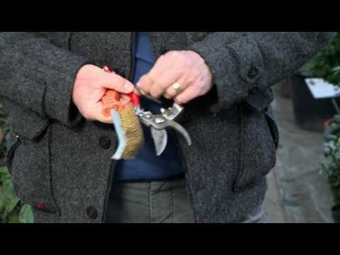 Gartenschere pflegen: schärfen, säubern, ölen und der richtige Umgang mit der Schere