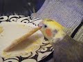 Wander - Cracker Wander - Cracker