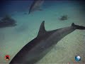 Snorkelen met Dolfijnen - Marsa Alam - Egypte Snorkelen met Dolfijnen - Marsa Alam - Egypte