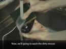 Belkin Washable Mouse