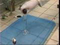 videos de Olifantentandpasta