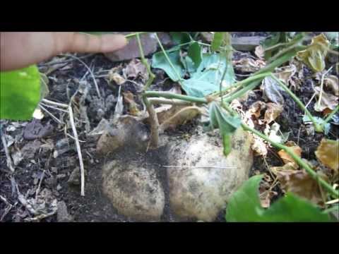 how to harvest jicama