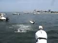 Tarpon Jumps in Boat