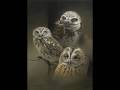 videos de Wolf and Owl Tribute