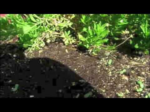 how to replant sunflower seeds