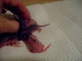 rats....our new eleven babies day 5 rats....our new eleven babies day 5