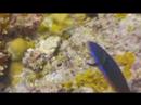 Maldives Video