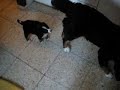 Boyero de Berna-Duna & Turko (8 y 2 meses)