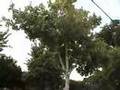 Pilsen Fights for Green Space