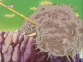 the-history-of-goku-dj-antonine.html