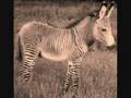 Zorses-and-Zonkeys