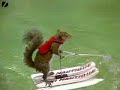 Twiggy, The Water Skiing Squirrel Twiggy, The Water Skiing Squirrel