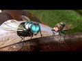 Mosca na Sopa - Raul Seixas