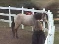 Quarter Horse Reiners Prospects Who Whiz It & Skeets Peppy