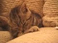 Kitten and toy - chaton et jouet - la suite ! Kitten and toy - chaton et jouet - la suite !