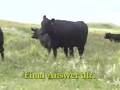 toro de carne Angus - Final Answer