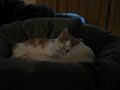 Sleepy kitten Sleepy kitten