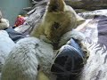 The Cutest thing-- a baby lion update The Cutest thing-- a baby lion update