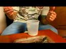 how to care for a pet tiger salamander : how to feed tiger salamanders