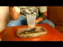 How to Care for a Pet Tiger Salamander : How to Feed Tiger Salamanders How to Care for a Pet Tiger Salamander : How to Feed Tiger Salamanders