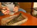 How to Care for a Pet Tiger Salamander : How to Feed Tiger Salamanders