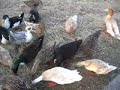 Duck Feeding Frenzy