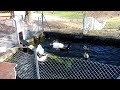 I uploaded a @YouTube video http://t.co/QWavSxPL Planschen bei minus 5 Grad Celsius