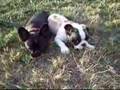 Bulldog Francés video
