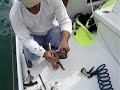 Conch cleaning Abaco Bahamas