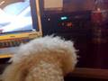 udon watch tv