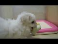 Click here to watch this video 今日のおもちゃ