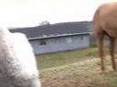 Curly Horse Filly Lily- part 1