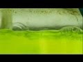 Euronews Science - Les Algues : Le Carburant De Demain