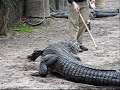 ...a short movie about aligators